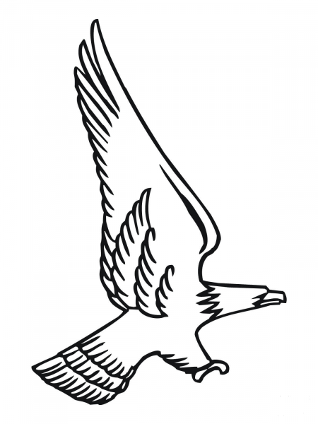 Attacking Bald Eagle coloring page image