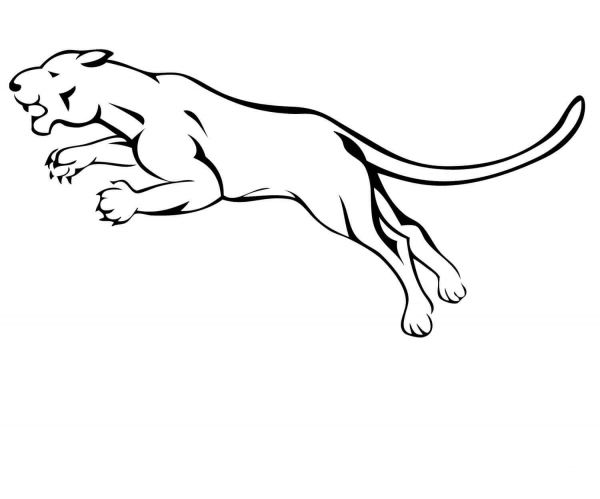 Attacking Mountain Lion coloring page image