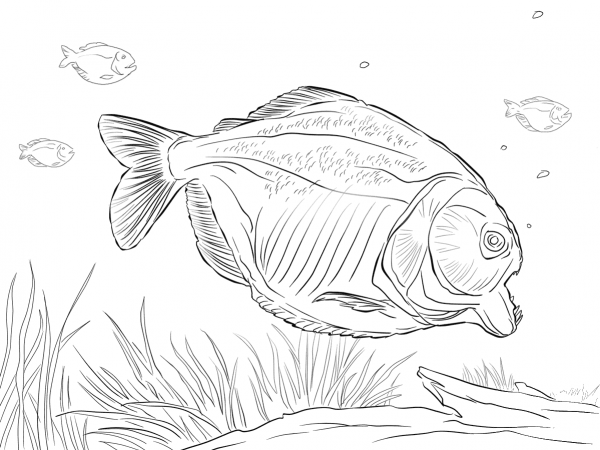 Attacking Piranha coloring page image