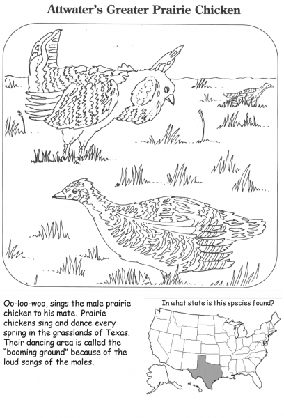 Attwater’s Greater Prairie Chicken coloring page image