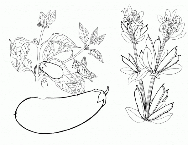 Aubergine  coloring page image