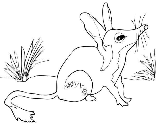 Australian Bilby coloring page image