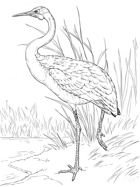 Australian Brolga coloring page image