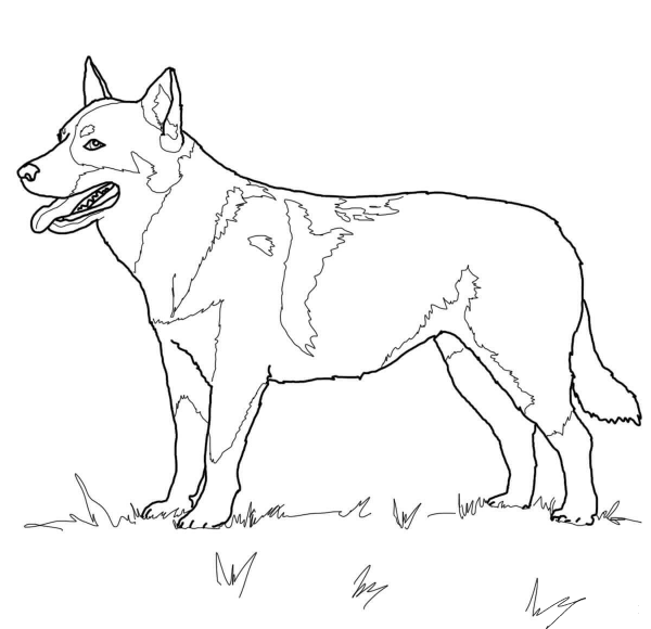Australian Cattle Dog coloring page image