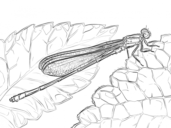 Australian Damselfly coloring page image