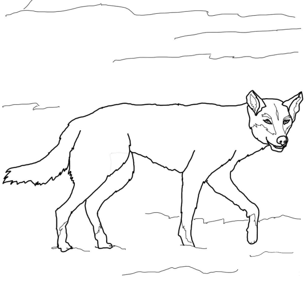Australian Dingo coloring page image