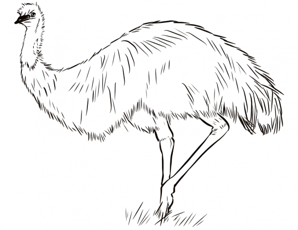 Australian Emu  coloring page image