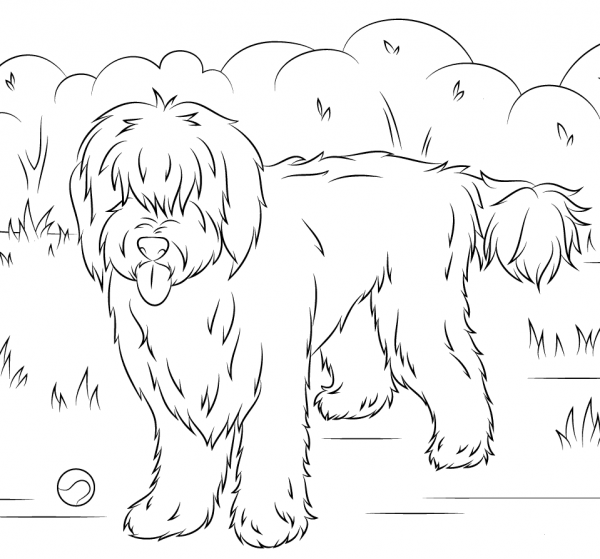 Australian Labradoodle coloring page image