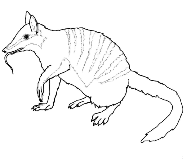 Australian Numbat coloring page image