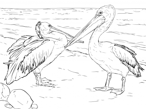 Australian Pelicans coloring page image