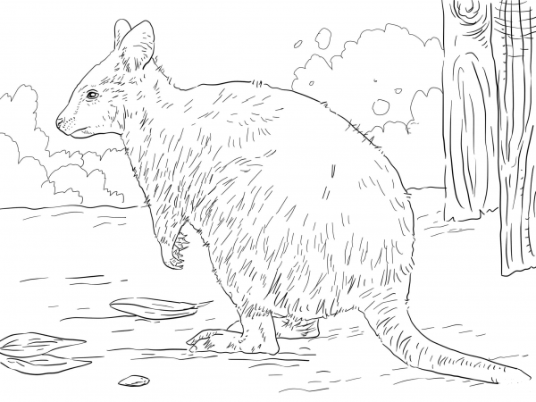 Australian Quokka coloring page image