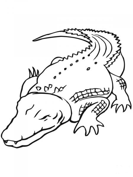 Australian Saltwater Crocodile coloring page image