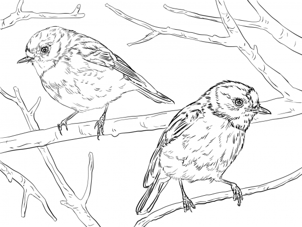 Australian Scarlet Robins coloring page image