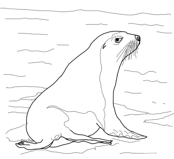 Australian Sea Lion coloring page image