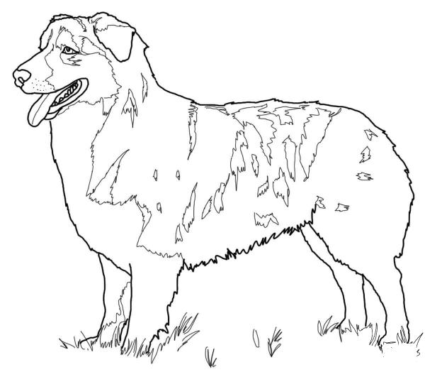 Australian Shepherd coloring page image