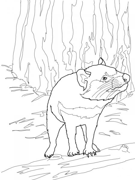 Australian Tasmanian Devil coloring page image
