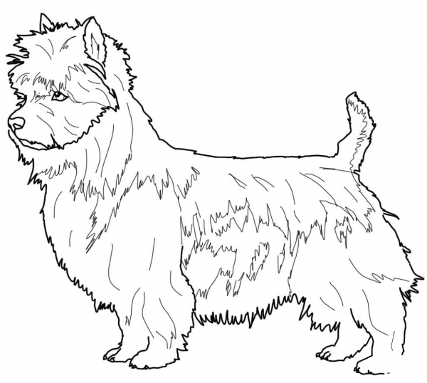 Australian Terrier coloring page image