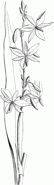 Australian Victorian Orchid coloring page image