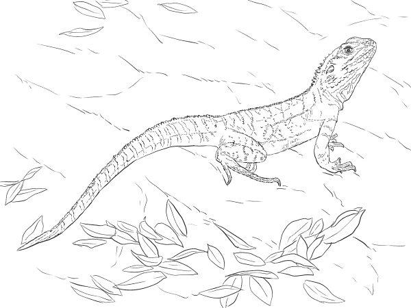 Australian Water Dragon coloring page image