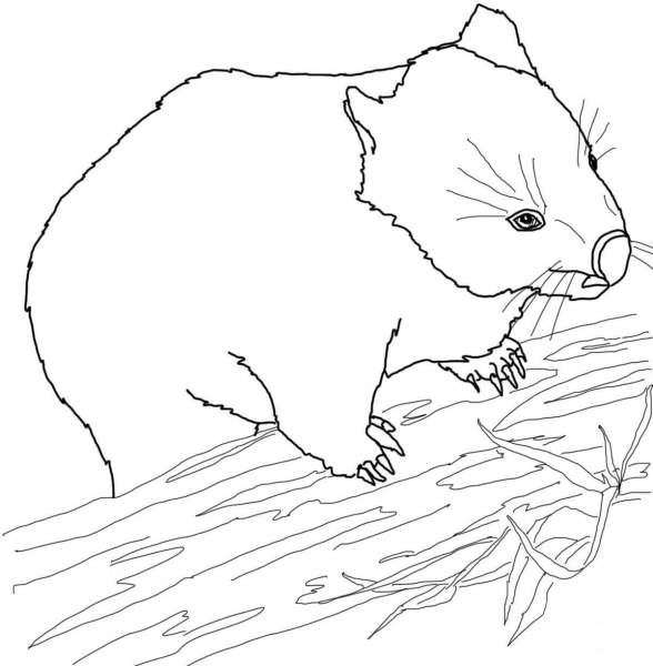 Australian Wombat coloring page image