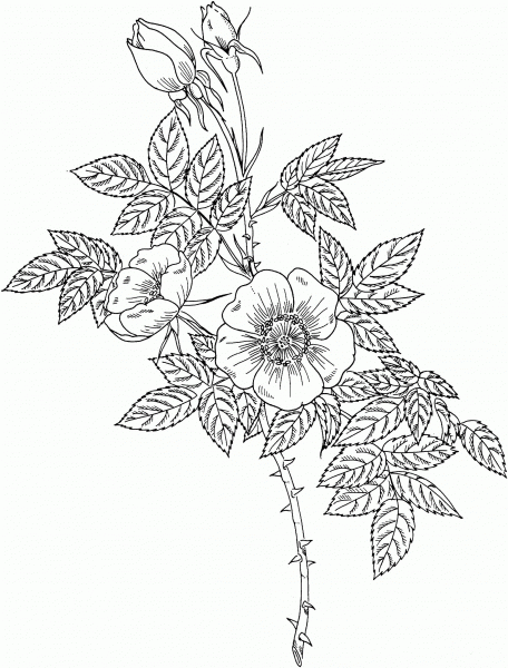 Austrian Copper Rose coloring page image