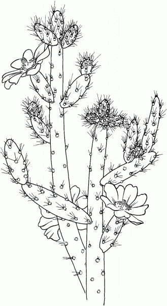 Austrocylindropuntia Salmiana Cactus coloring page image