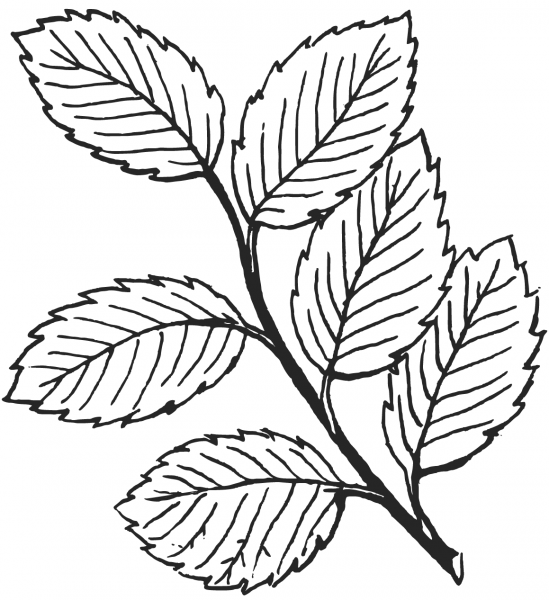 Autumn Leaves coloring page image
