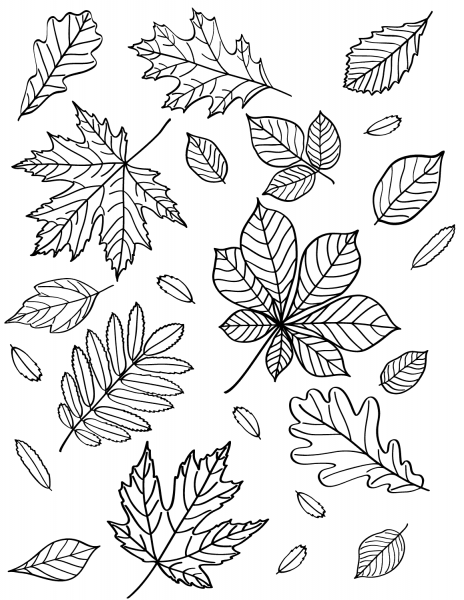 Autumn Leaves coloring page image