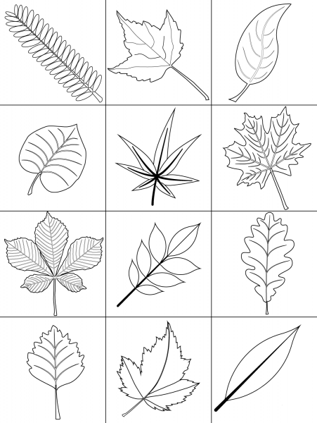 Autumn Leaves coloring page image