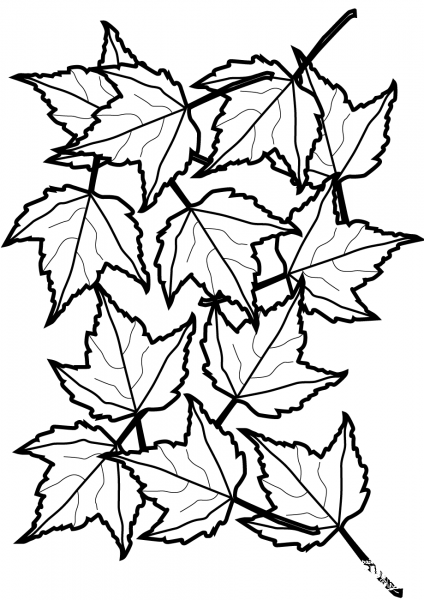 Autumn Maple Leaves coloring page image