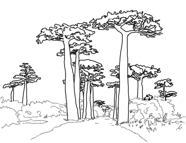 Avenue of the Baobabs coloring page image