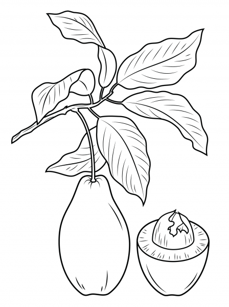 Avocado Branch coloring page image