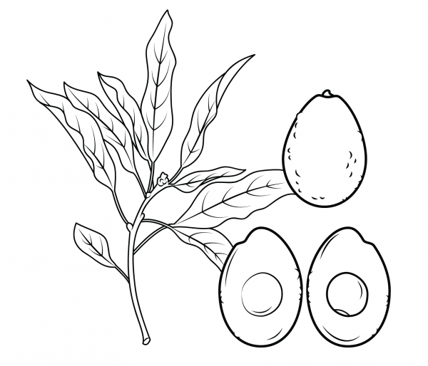 Avocado Branch, Whole Avocado and Cross Section coloring page image