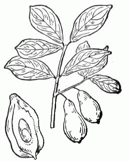 Avocado coloring page image