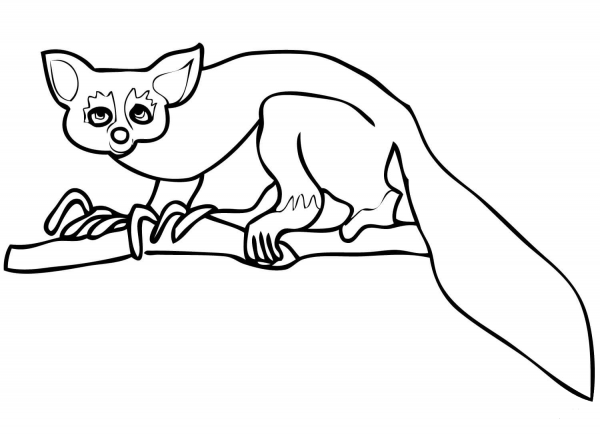 Aye Aye coloring page image