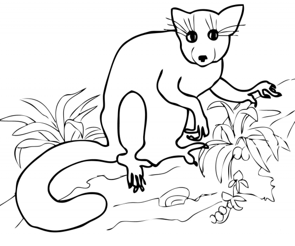 Aye Aye from Madagascar coloring page image