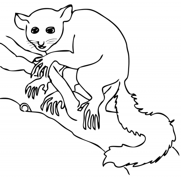 Aye Aye Lemur coloring page image