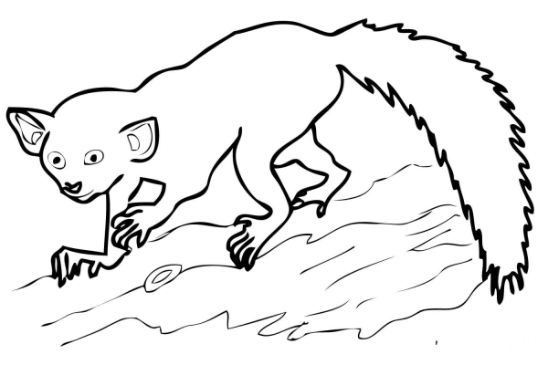 Aye Aye Madagascar Lemur coloring page image
