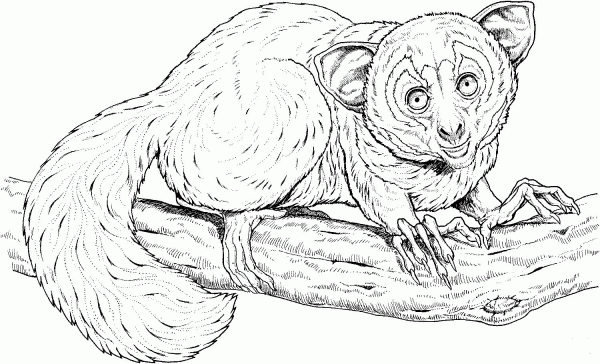 Aye Aye on A Branch coloring page image