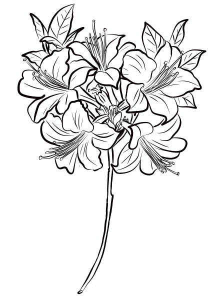 Azalea coloring page image