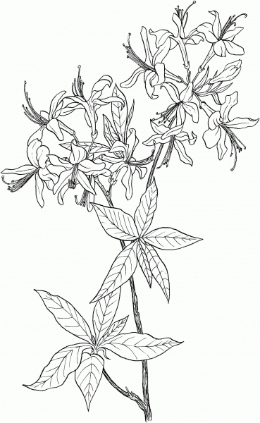 Azalea Rhododendron Wildflower coloring page image