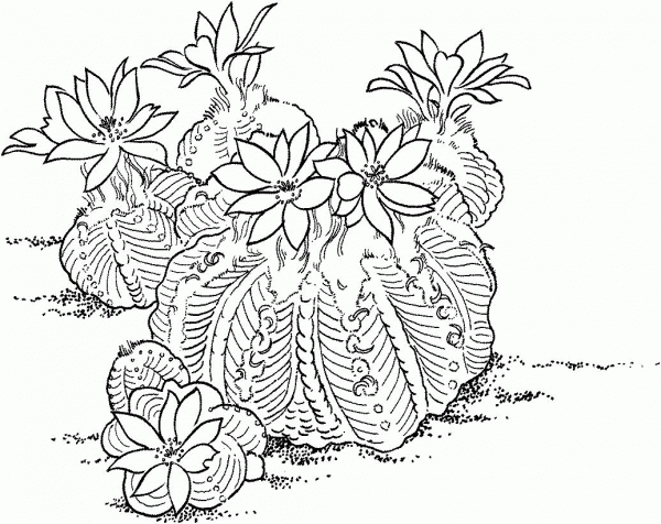 Aztekium Ritteri Cactus coloring page image