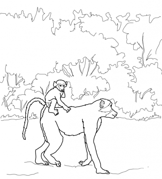 Baboon Baby Rides on Mothers Back coloring page image