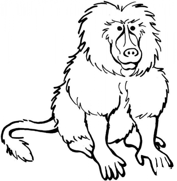 Baboon  coloring page image