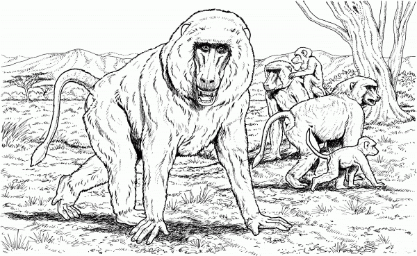 Baboon Family coloring page image