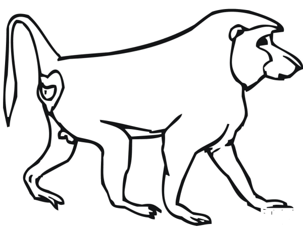 Baboon Monkey coloring page image
