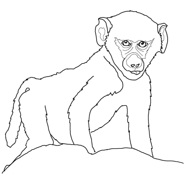 Baby Baboon coloring page image