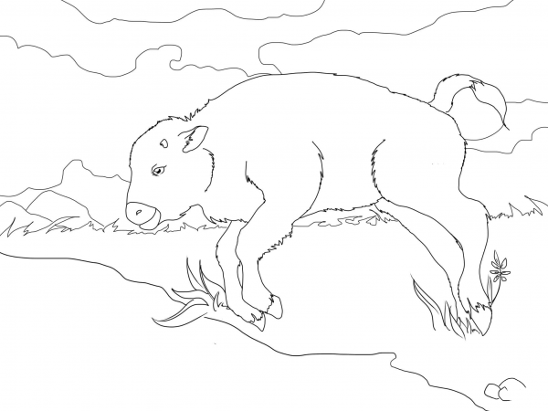Baby Bison coloring page image