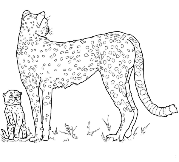 Baby Cheetah and Mother coloring page image