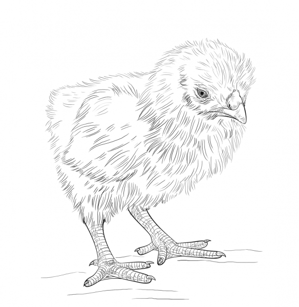 Baby Chick coloring page image